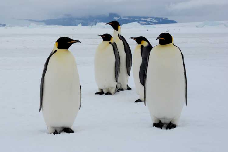 5-imperatorskiye-pingviny-ostrova-snou-khill