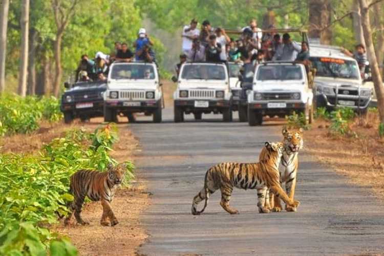 7-tigry-v-dikoy-prirode-indi