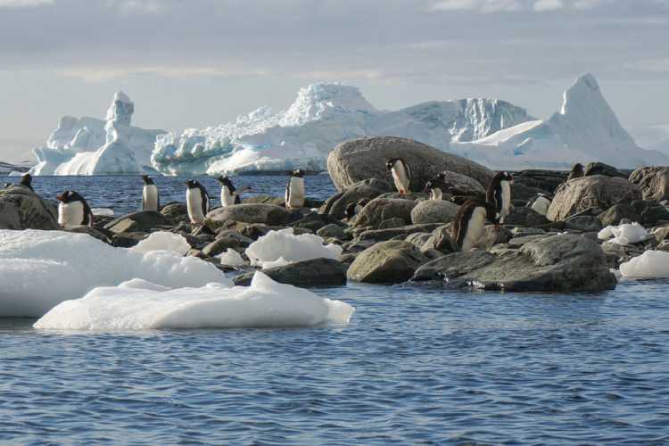 8-12-foto-puteshestviye-v-antarktidu