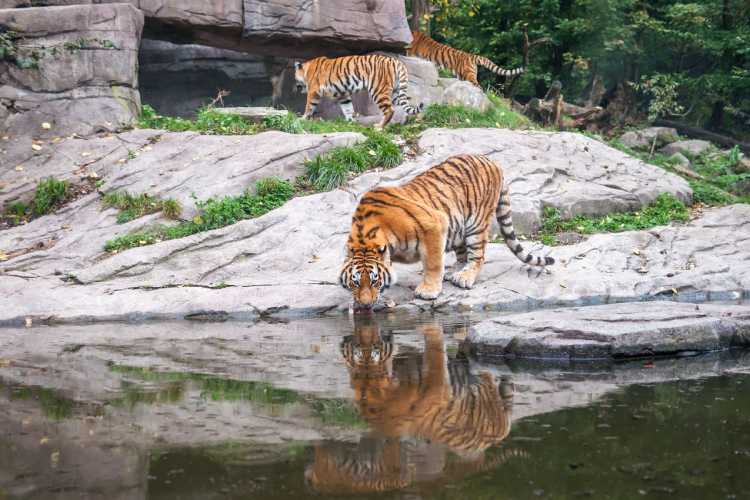 4-tigry-v-dikoy-prirode-indi