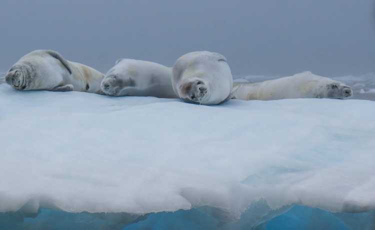 3-12-foto-puteshestviye-v-antarktidu
