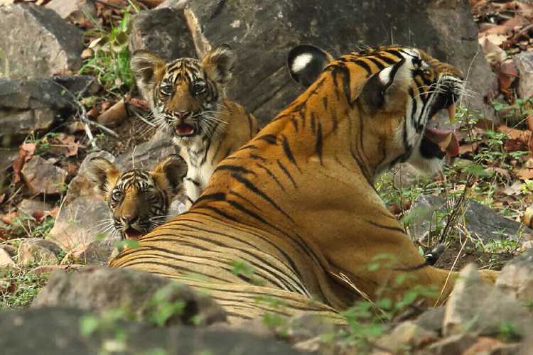 6-1-tigry-v-dikoy-prirode-indi