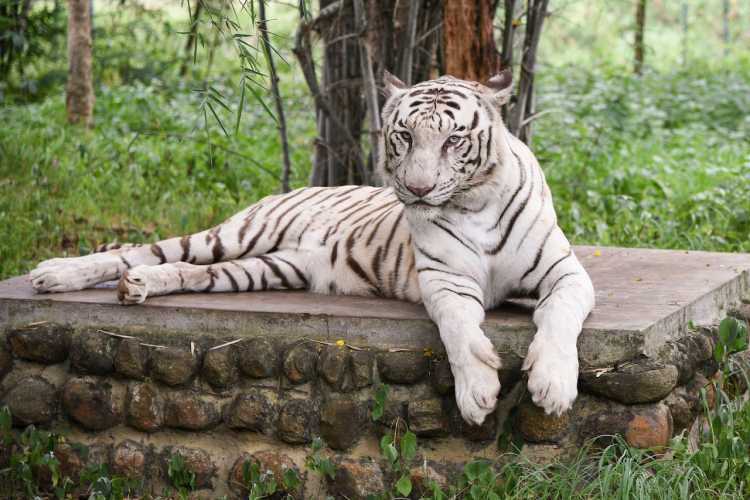 6-tigry-v-dikoy-prirode-indi