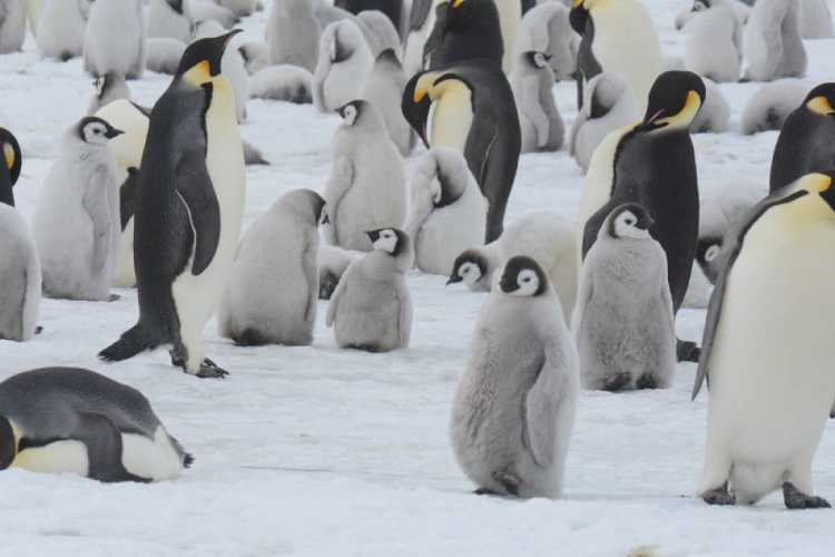 7-imperatorskiye-pingviny-ostrova-snou-khill