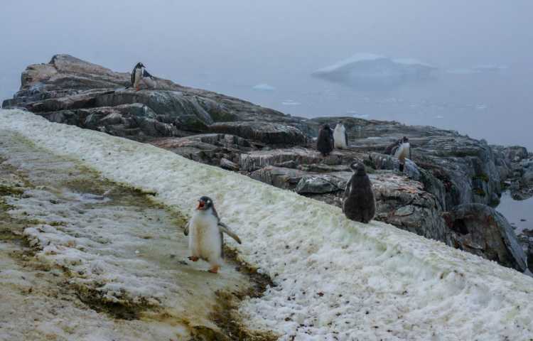10-12-foto-puteshestviye-v-antarktidu