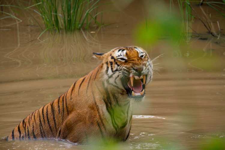 8-tigry-v-dikoy-prirode-indi