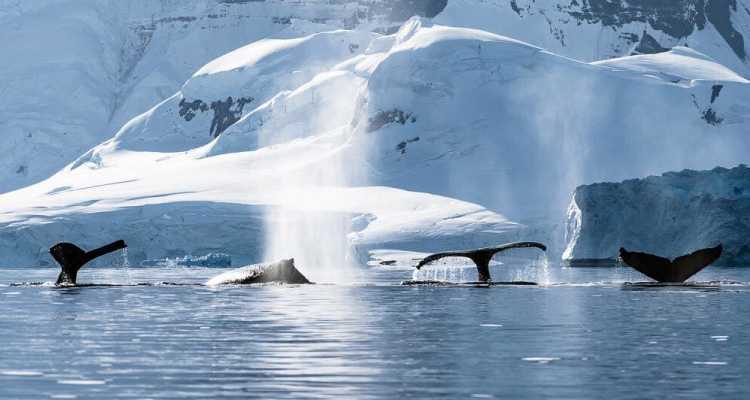 8-17-fotografiy-kotoryye-vas-zastavyat-posetiti-antarktidu