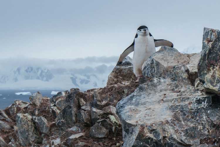 5-12-foto-puteshestviye-v-antarktidu