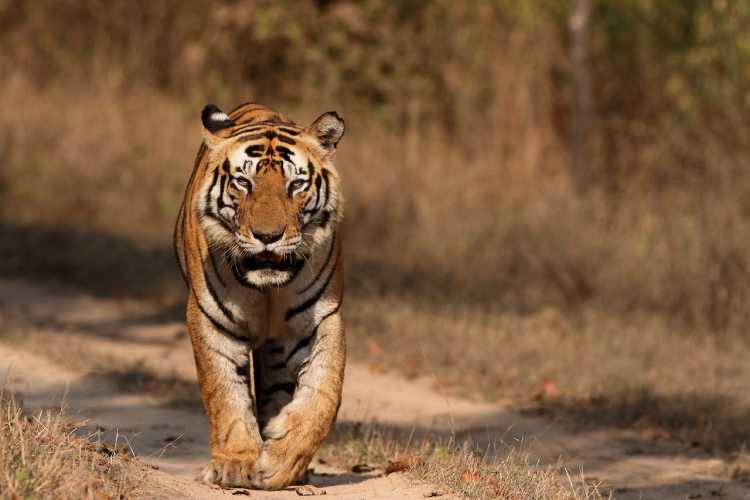 2-tigry-v-dikoy-prirode-indi