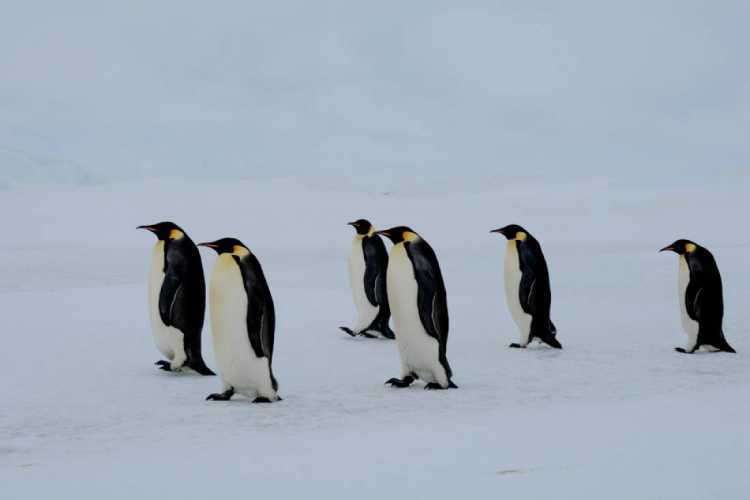 6-imperatorskiye-pingviny-ostrova-snou-khill