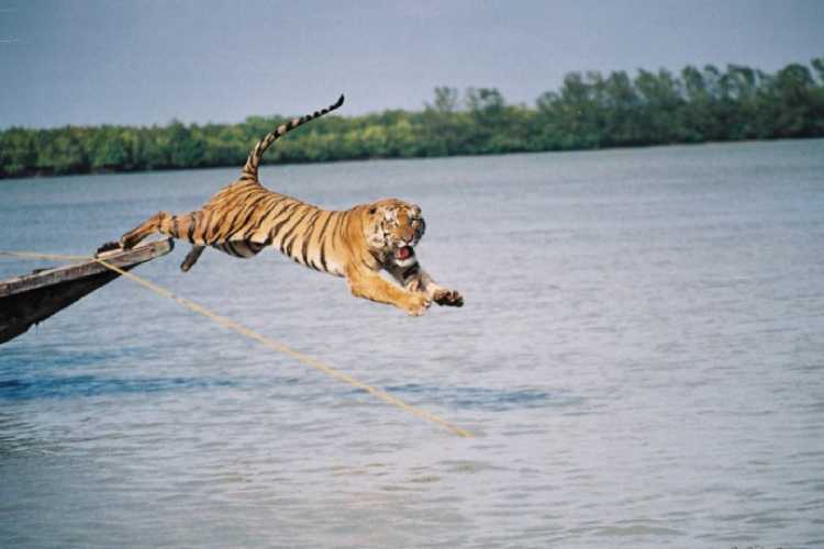 4-1-tigry-v-dikoy-prirode-indi